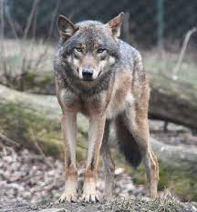 Norme di comportamento in caso di avvistamento di lupi